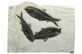 Fossil Fish (Cockerellites) - Wyoming #233885-2